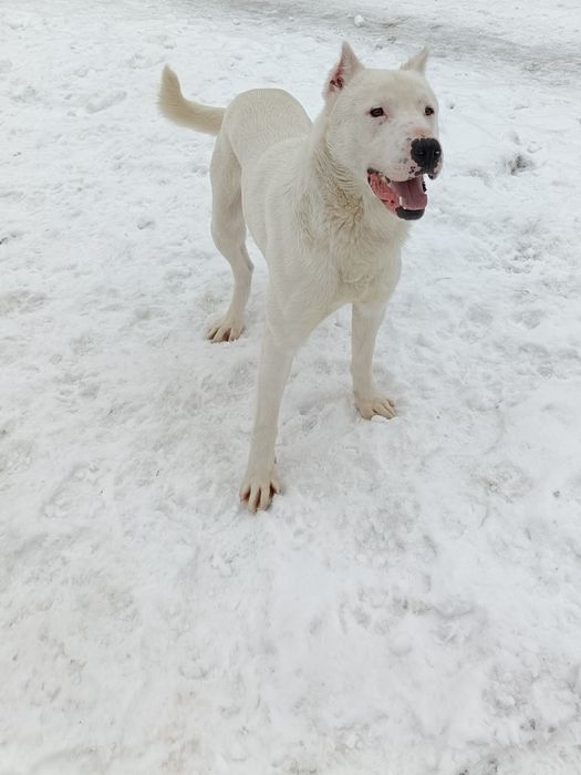 Oddam pieska w dobre ręce