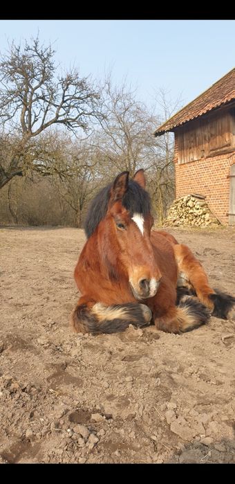 Obornik koński - nawóz ekologiczny