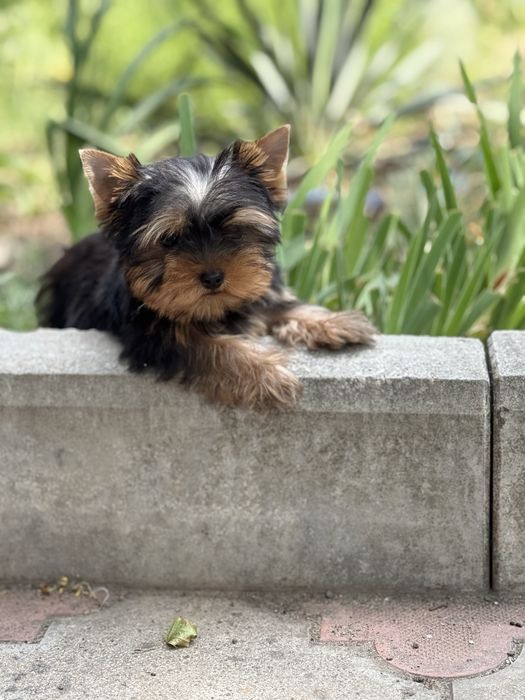 Міні дівчинка йорк