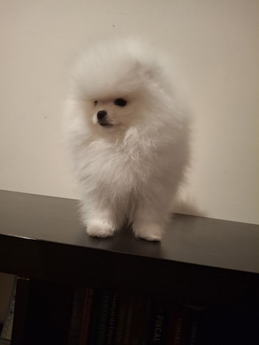 Spitz Alemão Anão Macho Branco (Lulu da Pomerânia mini)