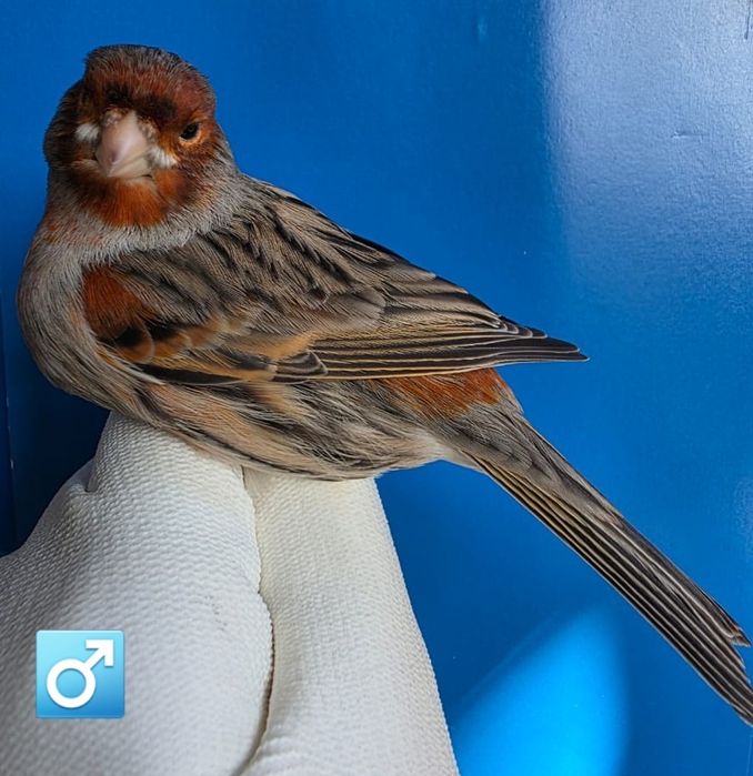 Клітки для канарок