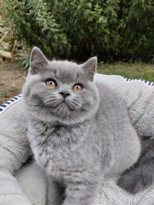 Котенок британский