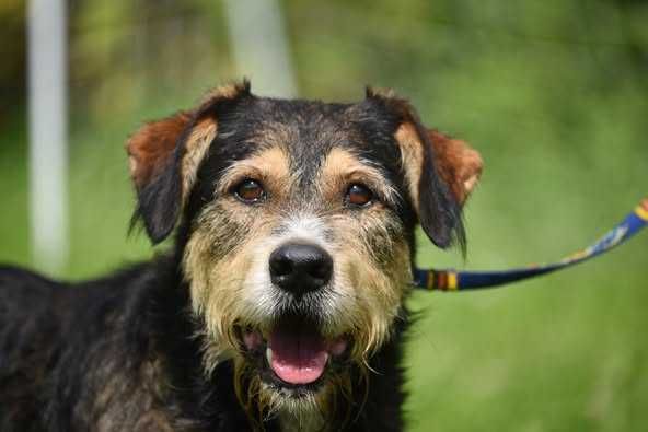 Barton - piesek w średnim wielu szuka domu