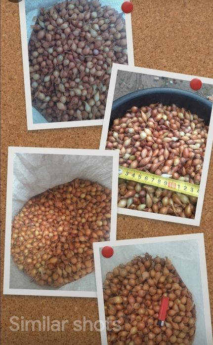 Лук севок, арпаж, тыканка