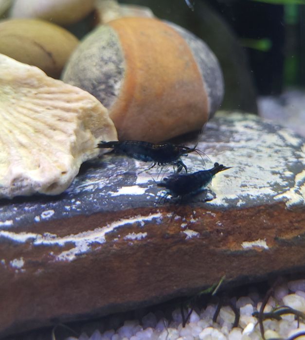 Krewetki Blue Velvet