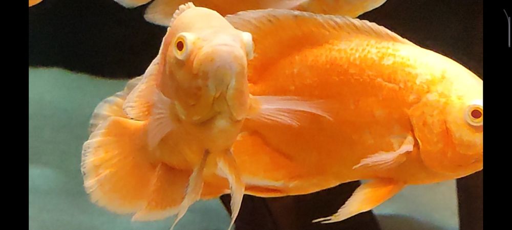 Pielęgnice pawiookie parka.