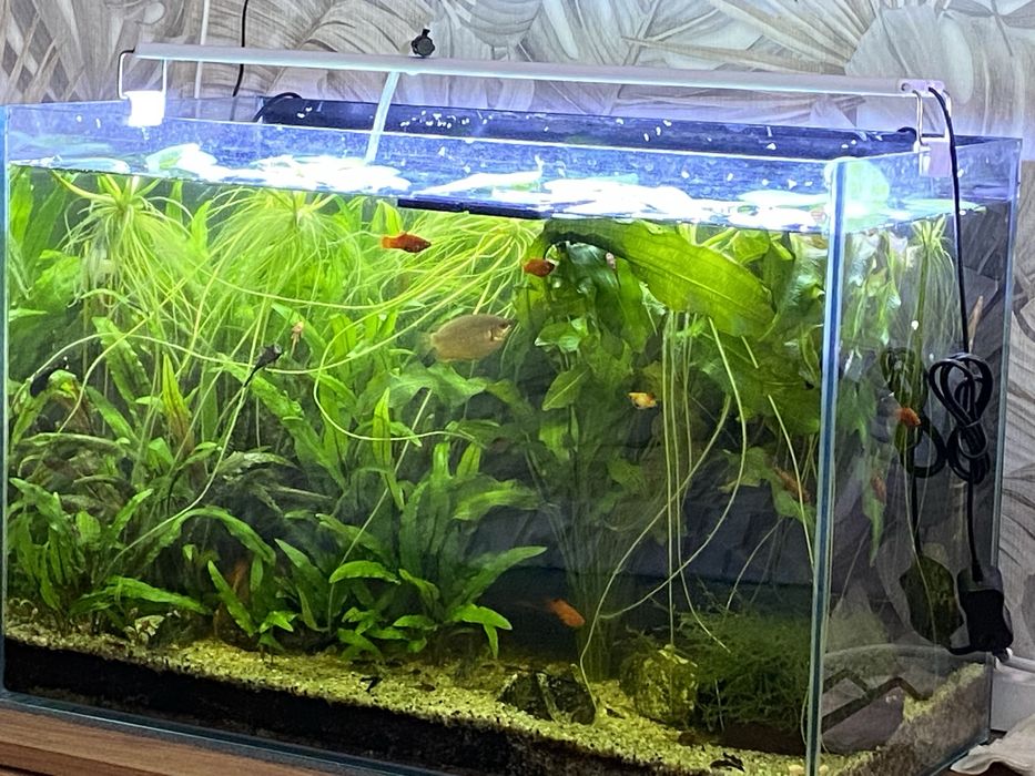 Аквариум в комплекте с рыбками