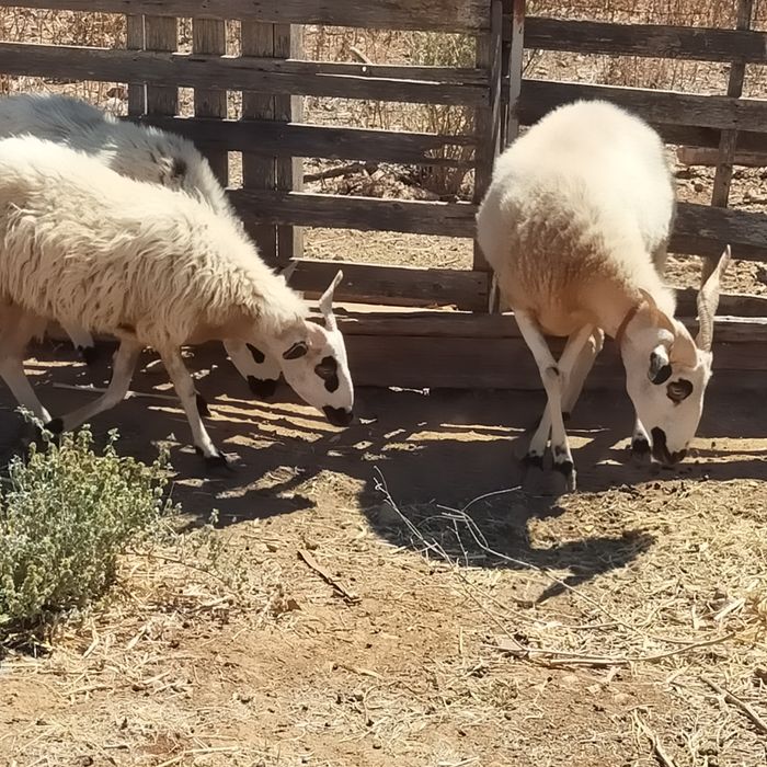 Borregas algarvias
