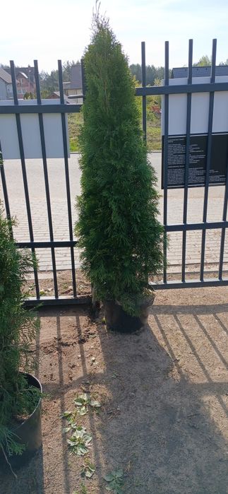 Tuja szamargd gęsta wysoka 120-140 cm
