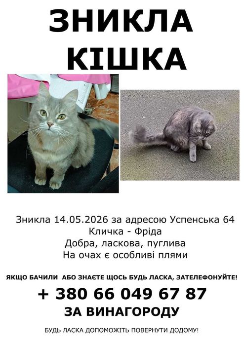 Пропала кошка, Одесса ул. Успенская
