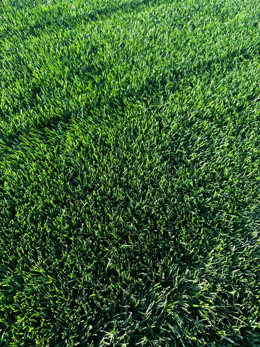 Рулоний газон, рулонна трава