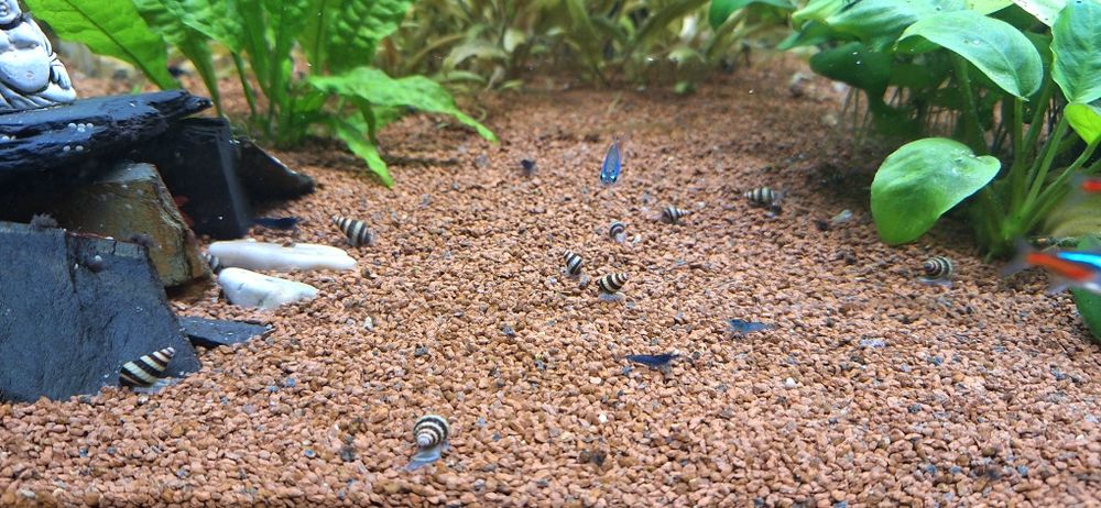 Caracol Helena - Caracol assassino