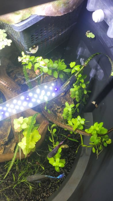 Bacopa Monnieri roślina akwariowa