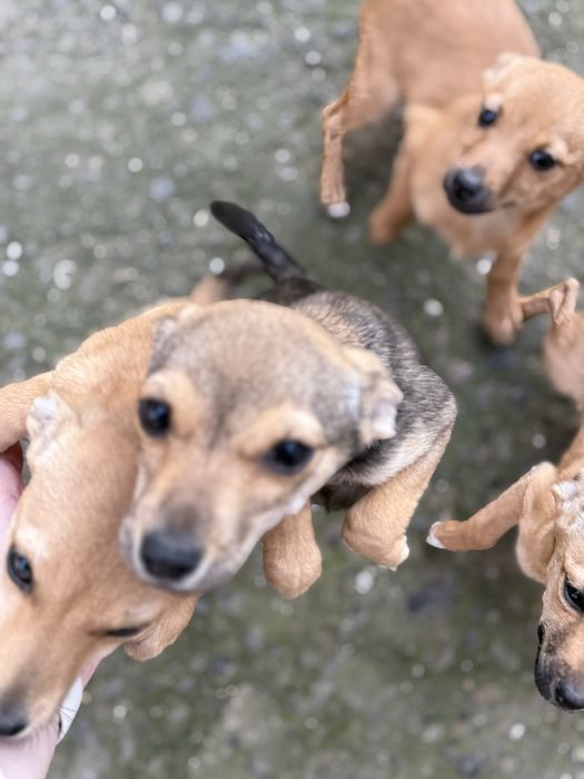 Собачки, 4 цуцика