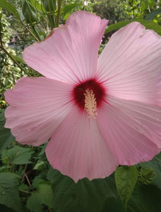 Гібіскус трав'яний