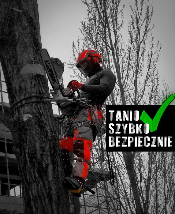 Wycinka i pielęgnacja drzew - Dendrolog - Darmowa konsultacja