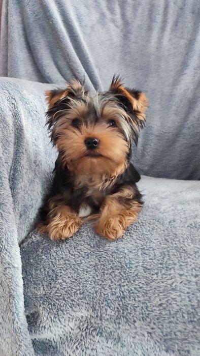 Yorkshire Terrier - śliczne pieski