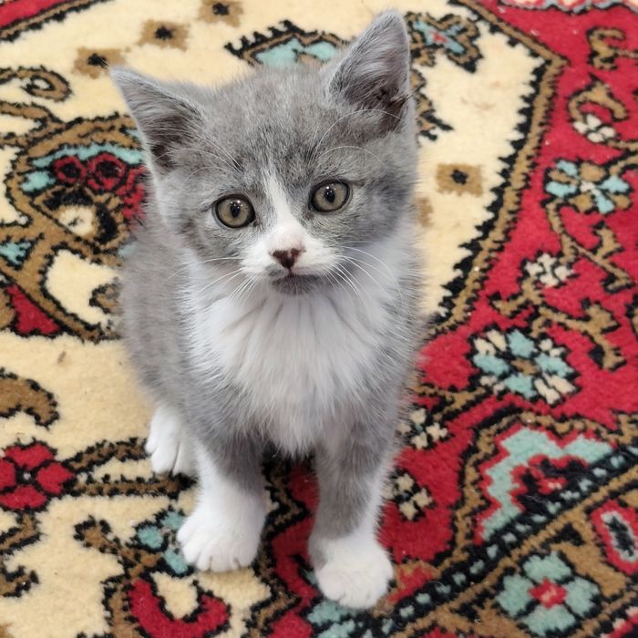 Віддам котика маленького
