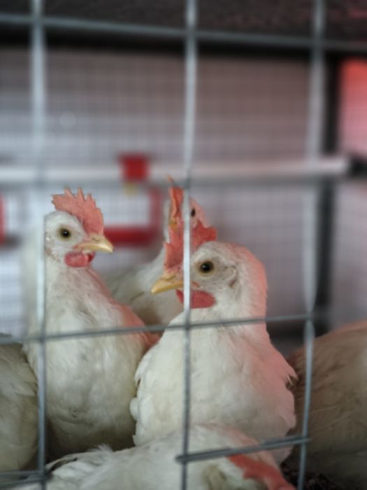 Молоді півні породи Легорн