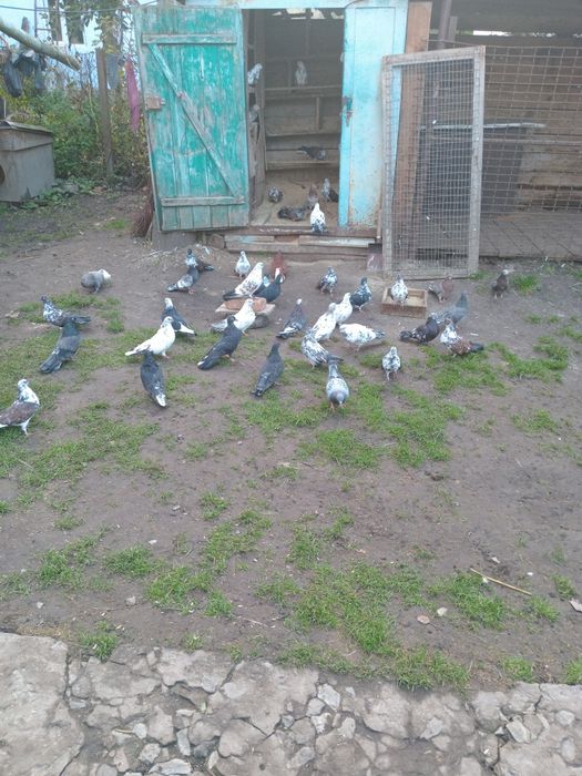 Голуби Миколаївські