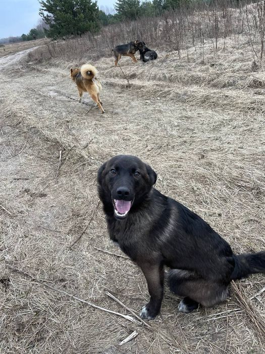 Димок шукає  свою родину