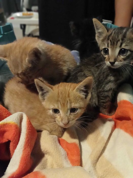 Gatos bebés para adopção