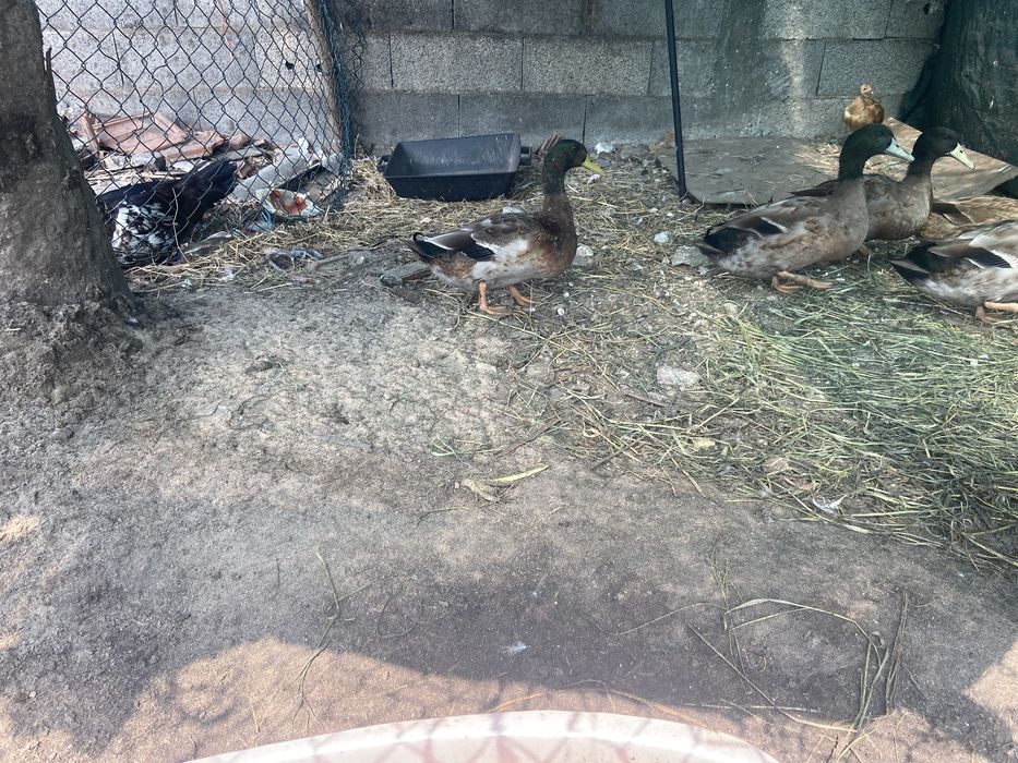 Patos bravos patos mudos e patos de criacao