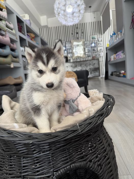 Husky  femea fantastica
