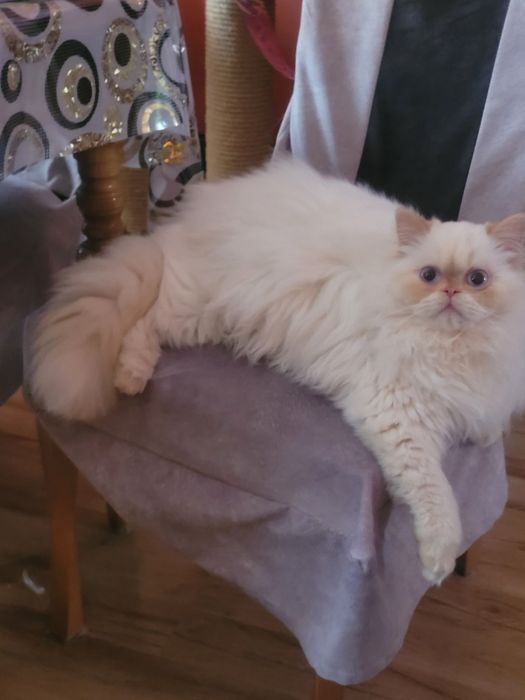 Kota colourpoint FPL FIF-e