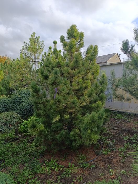 Сосна кедровая сибирская