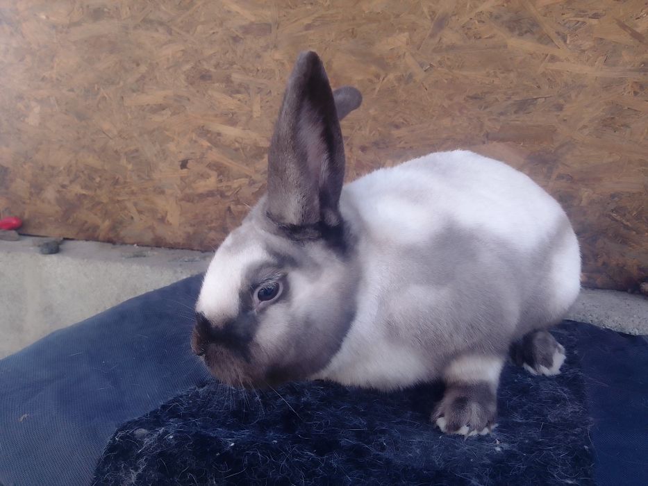 Самець  Саландер