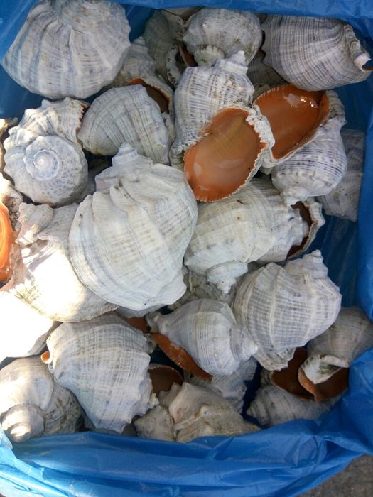 Ракушки рапаны.   .