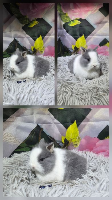 Karzełki Teddy Mini