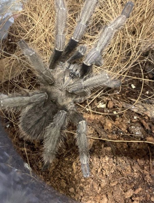 Dorosły samiec Cyriopagopus hati hati