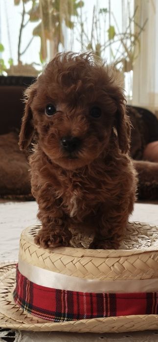 Цуценята той пудель с документами КСУ