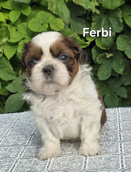 Piesek Shih tzu ZKWP