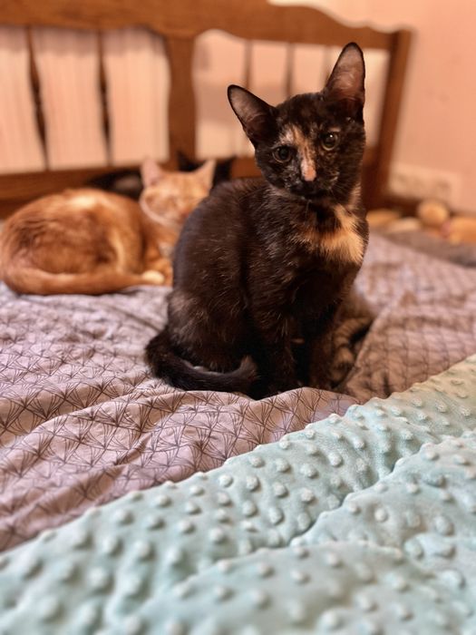 Małe kotki szukają domków