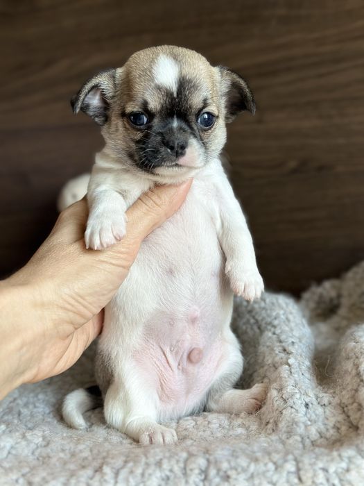 CHIHUAHUA chlopiec  :)