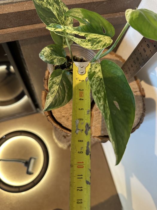 Епіпремнум Epipremnum White Marble