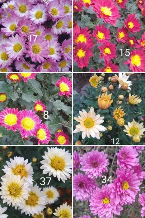 Хризантема, лилейник,безвременник,ирисы