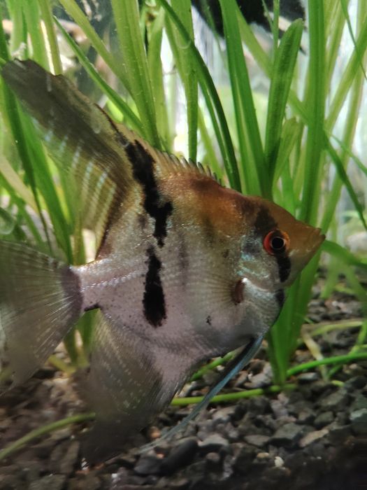 Sprzedam skalary manacapuru