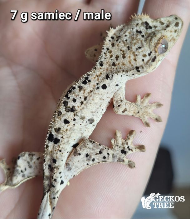 Gekon orzęsiony pale base superdalmatian samiec 7 g