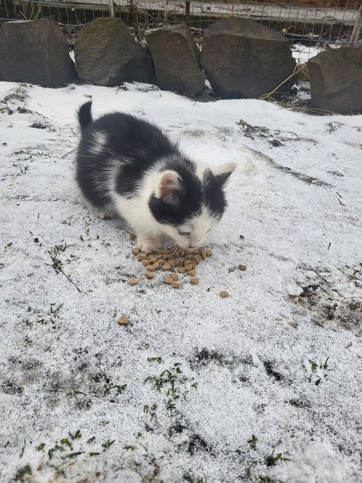Безкоштовно віддам маленьких котят