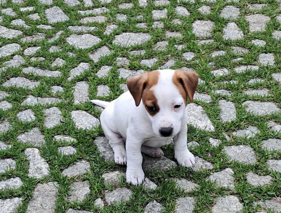 Jack Russell Terrier suczka