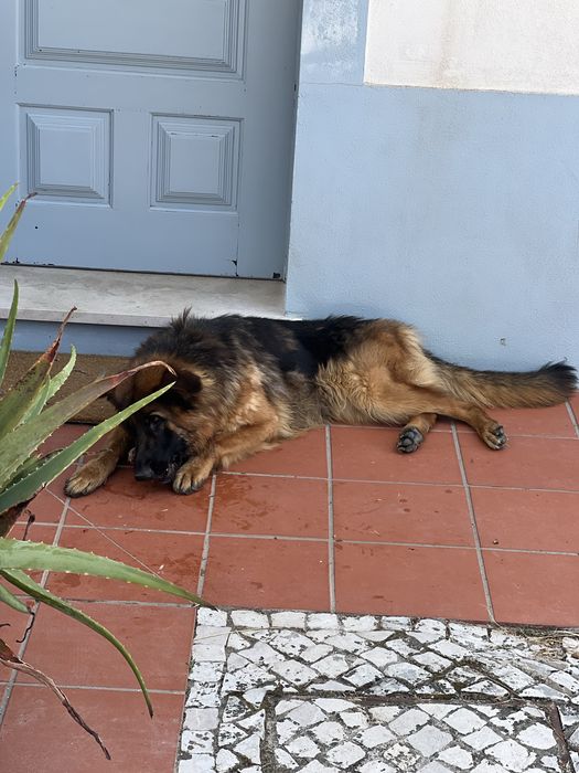 Pastora Alemã com 1 ano para doar