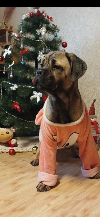 кане корсо щенята з документами ксу