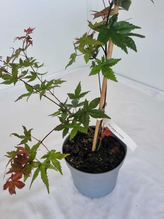 Bonsai Klon Palmowy Acer palmatum 'Deshojo' 50 cm Doniczka 2L