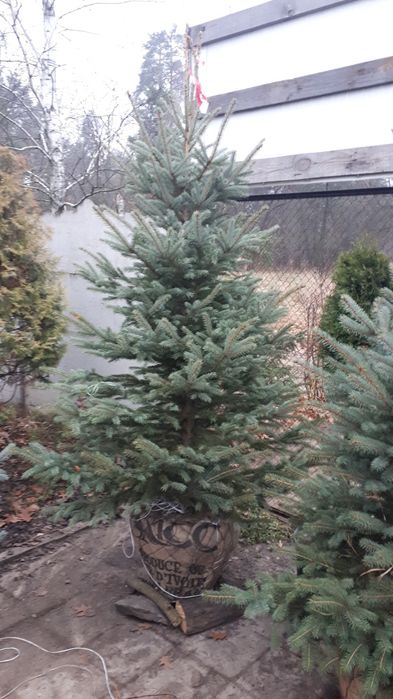 Распродажа голубых елей. Очень дешёво