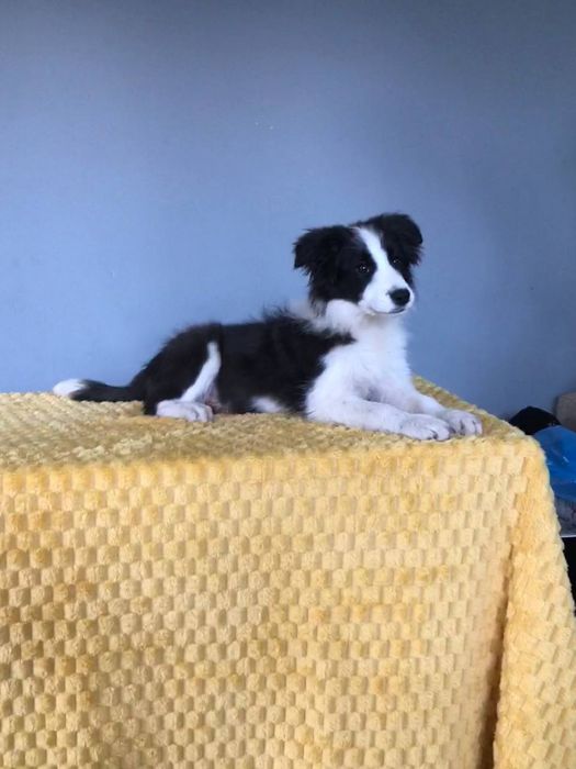 Хлопчики, дівчинка бордер коллі. Цуцики бордер коллі