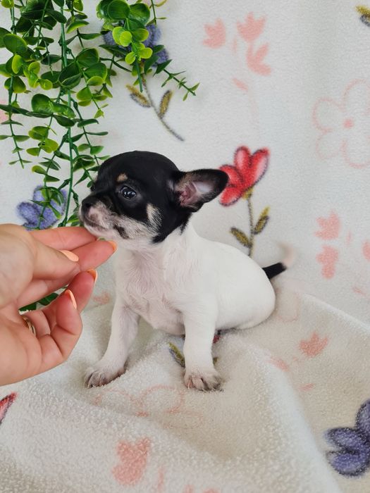 Excelente mini menina Chihuahua/Chiuaua Linhagem Russa de Qualidade